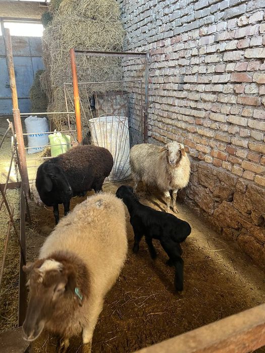 Qõylar sotiladi narxi kelishiladi