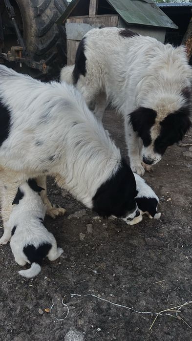 Catei ciobanesti de bucovina