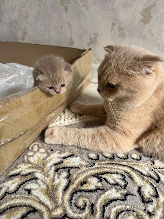 Мушукчалар сотилади 2милондан онаси скотиш страйт онаси скотиш фолд