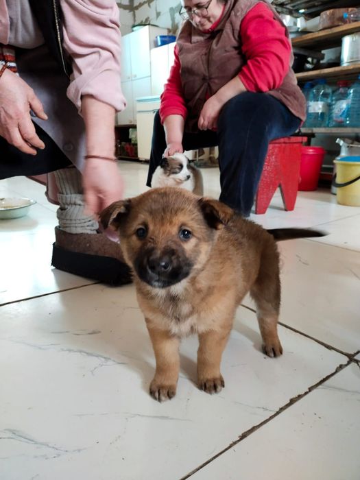 Отдам щенков в добрые руки