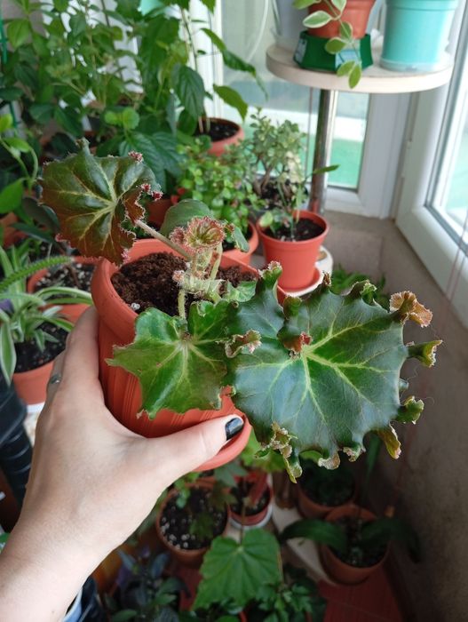 Продам цветы комнатные