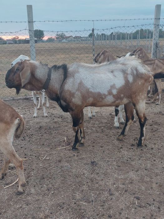Vând țap anglo nubian