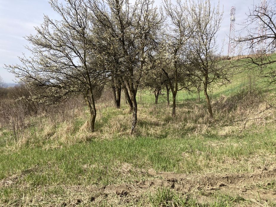 Curatare si defrisari terenuri, amenanjare livezi, garduri etc