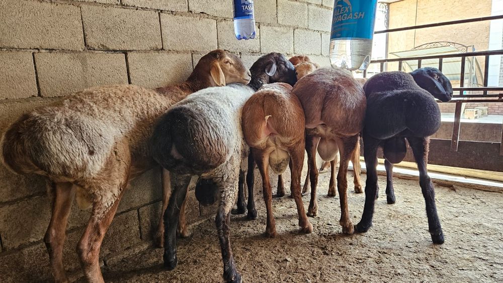 Продаются бараны жирные