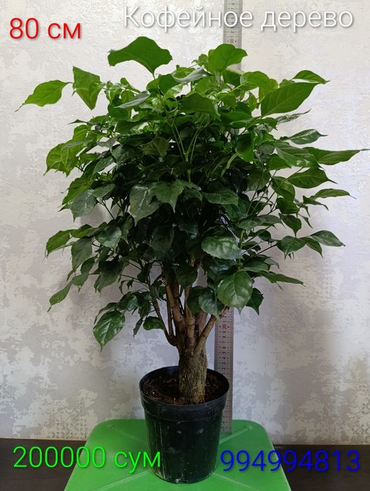 Продам кофейное дерево