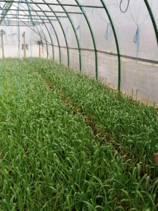 Usturoi verde de vânzare pt pasti