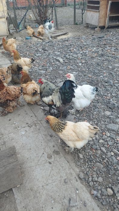 Vând oua de gaini rasa brahma și australorp