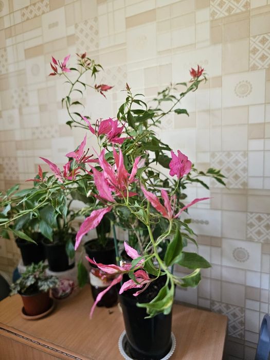 Комнатные цветы.