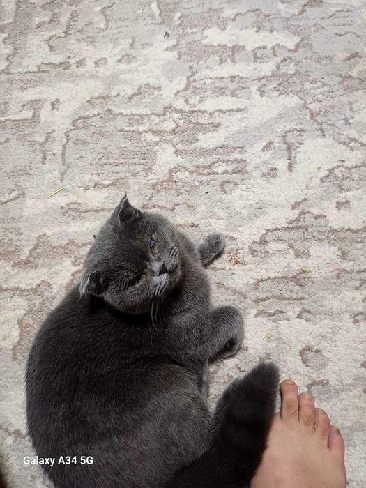 Mushuk scottish fold