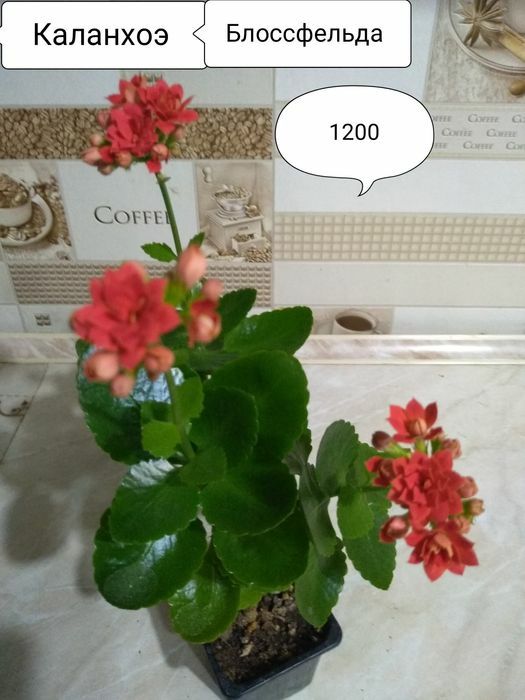 Продам комнатные цветы