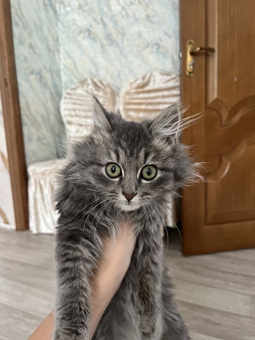 котёнок мысык сатылады багасы 5000