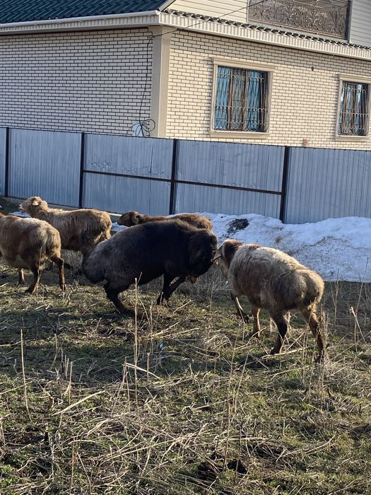 Кошкар 3х годовалый