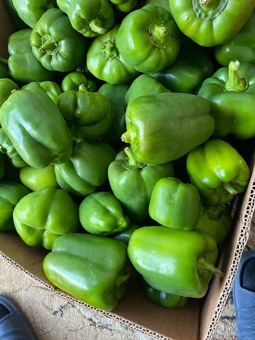 Рассада помидор, сладкого перца.