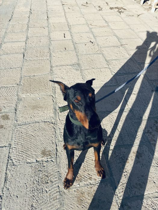 Доберман 1,5 года