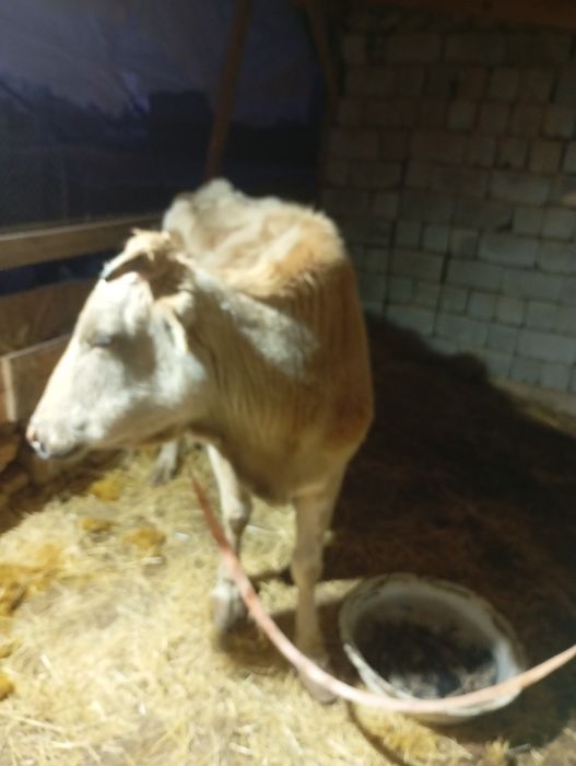 Сигир сотиладе бухоз