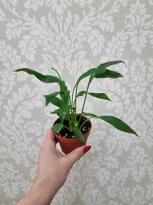 Отростки по 1000 тенге