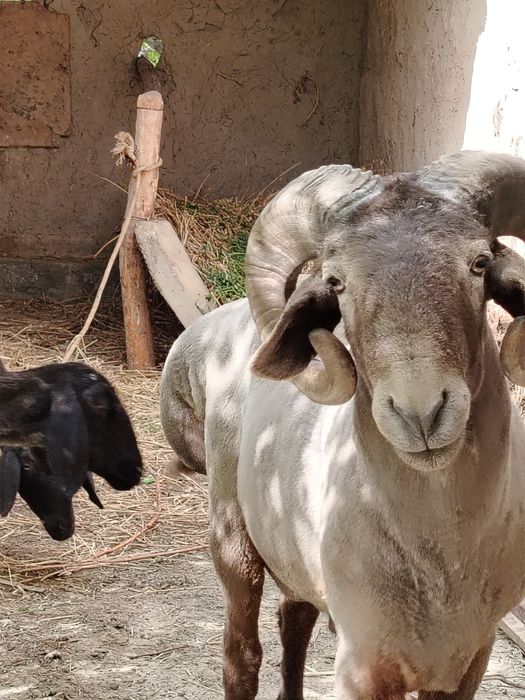 Jangara 2yoshar sotiladi