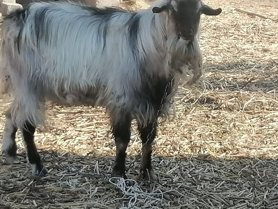 Козы занинка нубийцы дойные