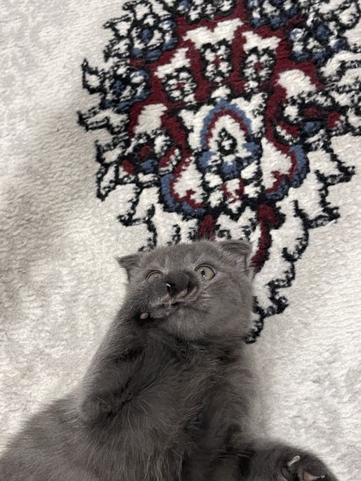 Продам котенка скотиш фолд