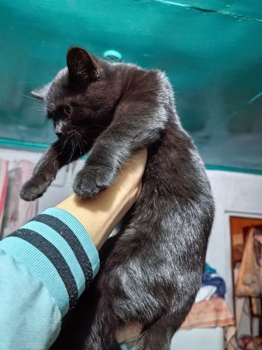 Котенок девочка 3.5 месяца
