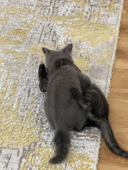Кошки британки 2 месяца