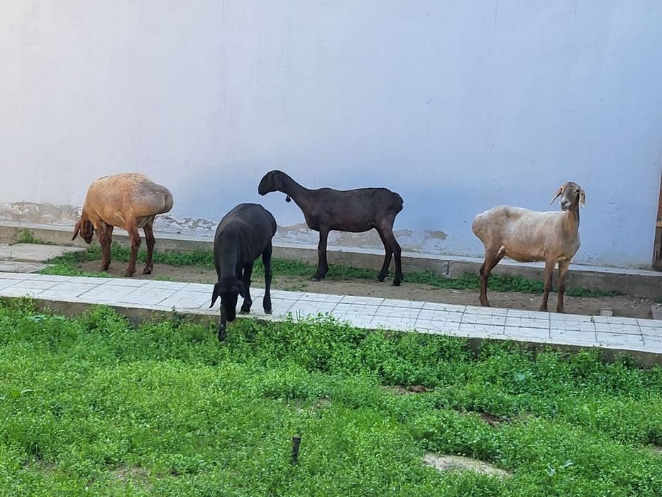 Ургочи зотли солу куйлар