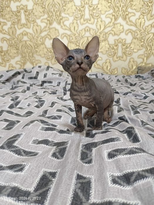Очаровательные  котята канадского сфинкса