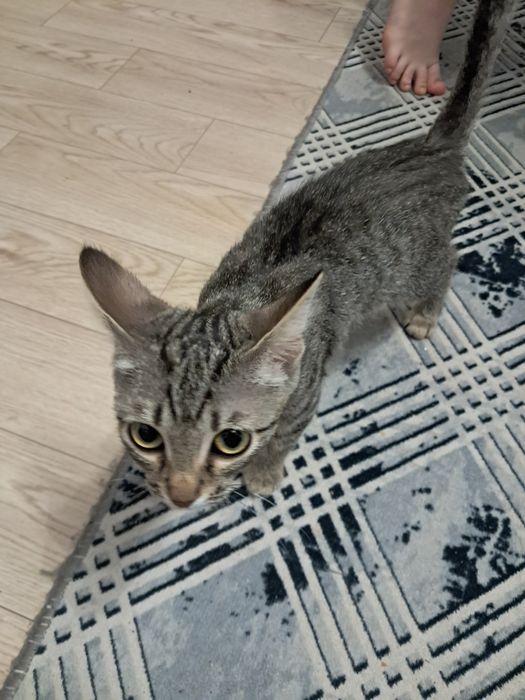 Отдам кошечку бесплатно