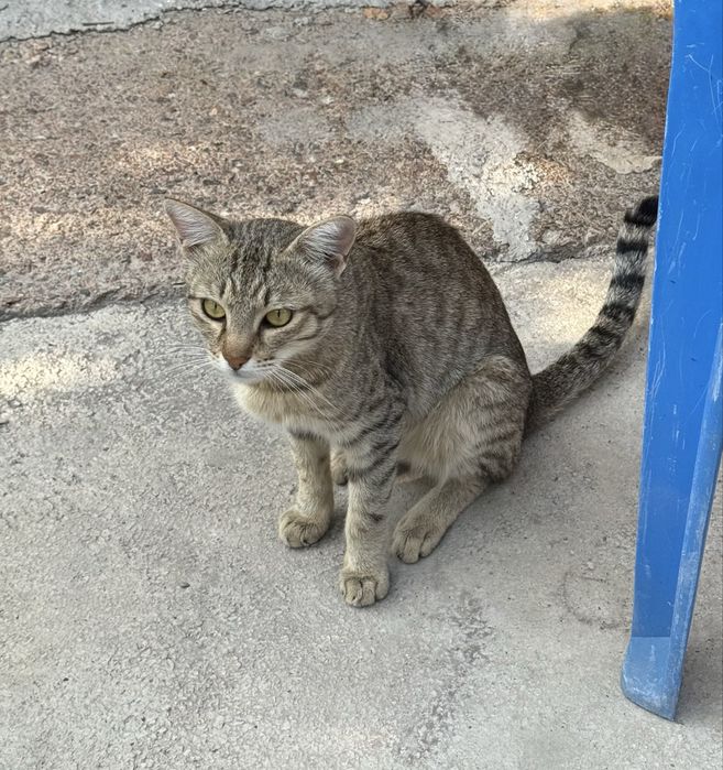 Отдадим котят бесплатно все мальчики