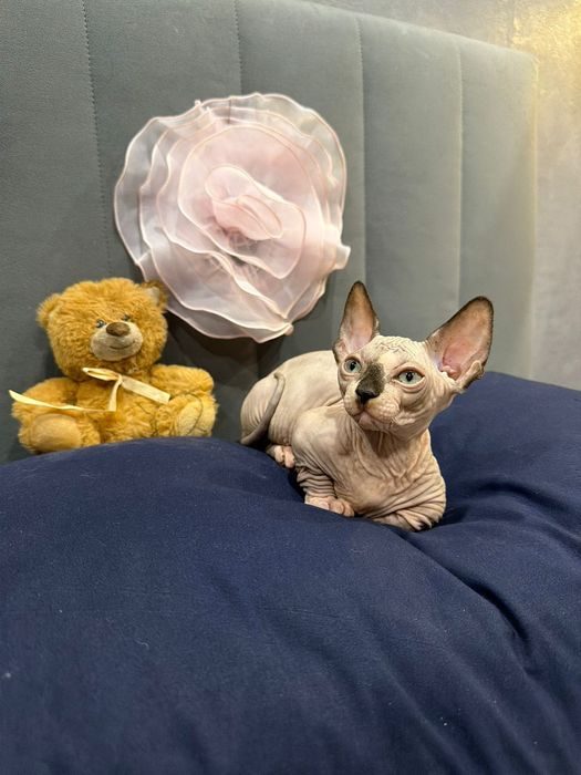 Шикарный сфинкс бамбино