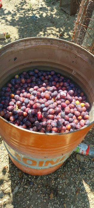 Prune de țuică la butoi