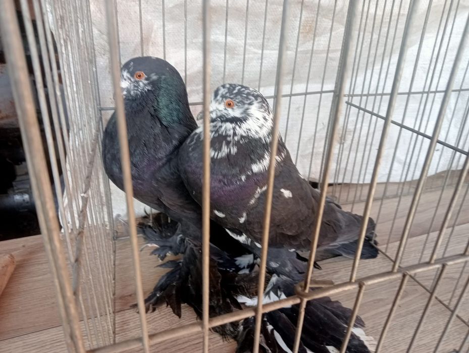 Porumbei gusati de Pomerania