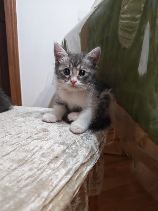 Продам котят вислоухих