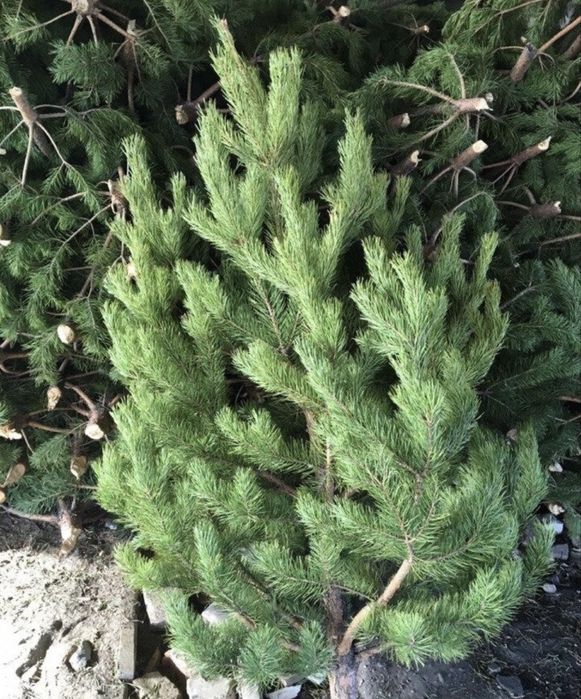 Сосна елка ель оптом