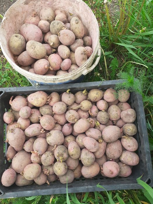 Продам семенной картофель