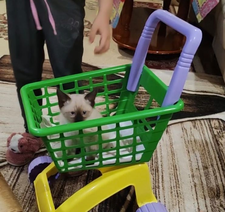 Котята сиамские, породистые