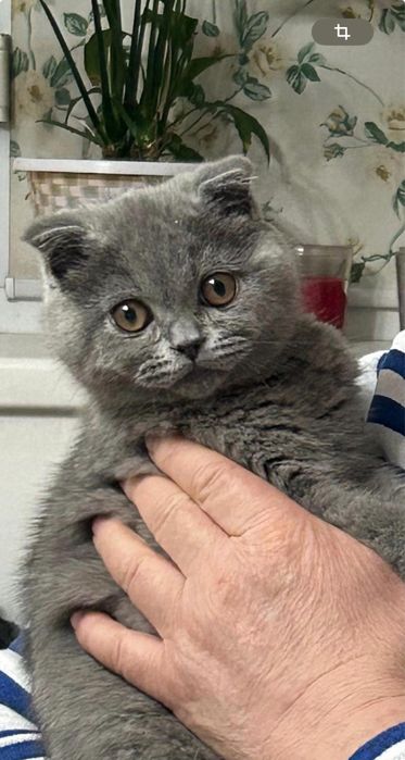 Шотландские котята.