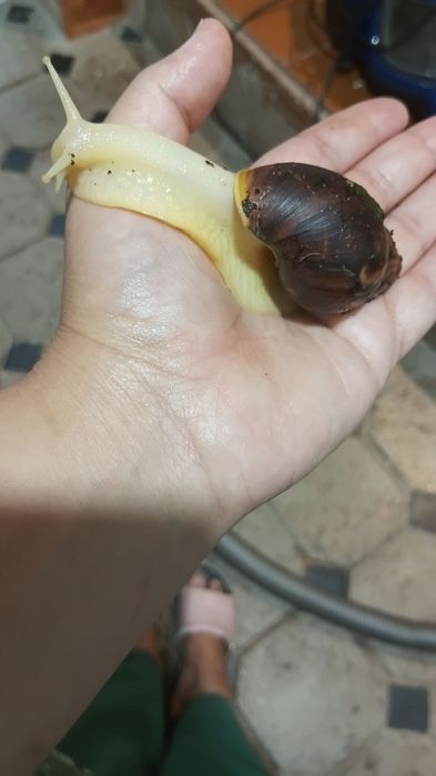 Halol Ulitka sotaman