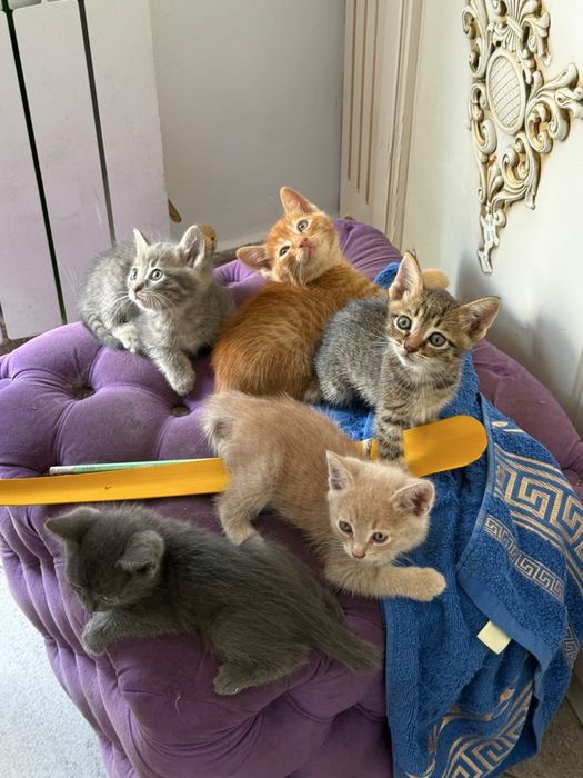 Красивые котята. Бесплатно