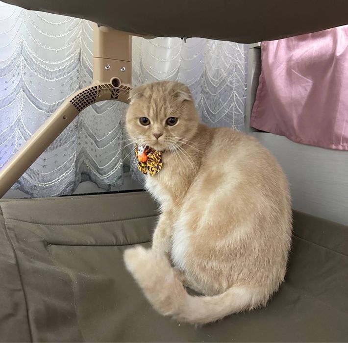 Scotish fold shinshila paroda скотиш фолд srochno
