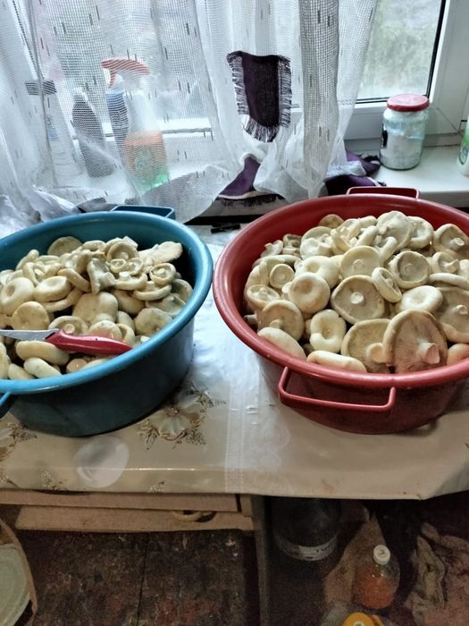 Продам грибы этого года