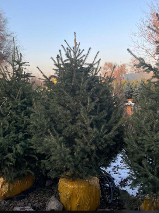 Ели Ель Пышные Елки новогодние