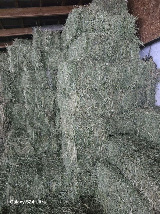 Люцерна жонышка сено