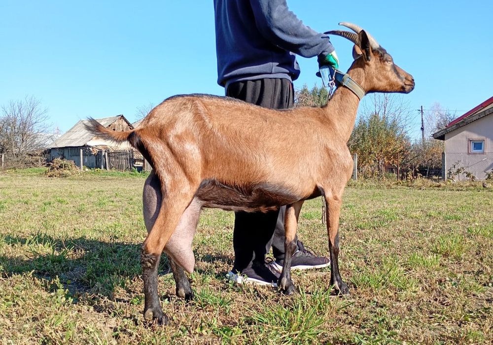 Capre, Ieduțe din această căpriță