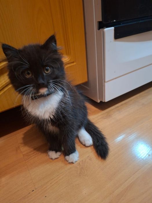 Отдам котенка в добрые руки