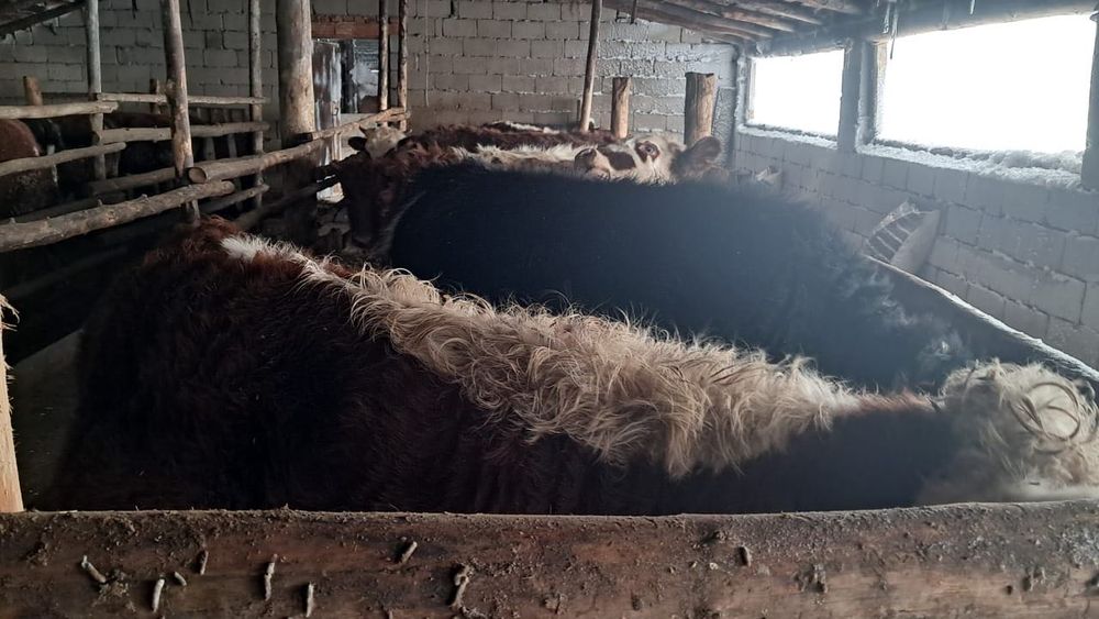 Бычки откормлены готово