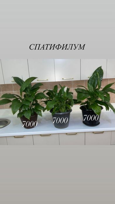 Комнатные растения