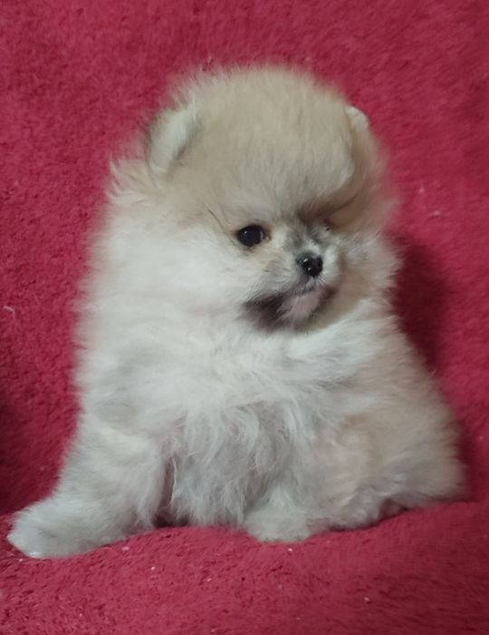 Мини супер мальчик