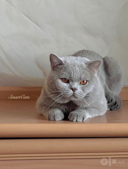 Вязка. Британский короткошерстный кот