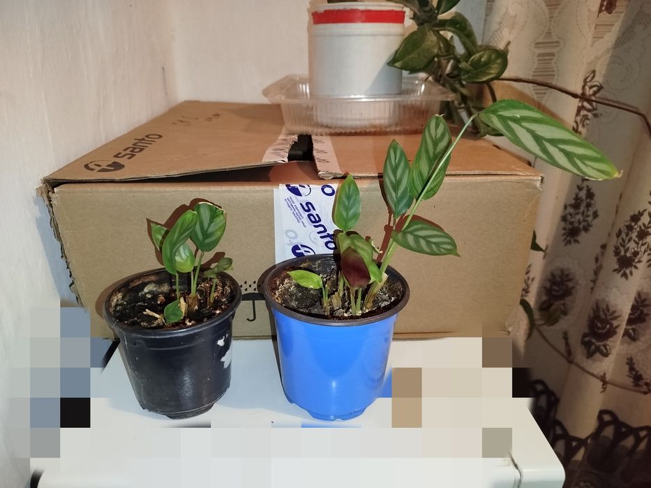 Хойя Белла и другие